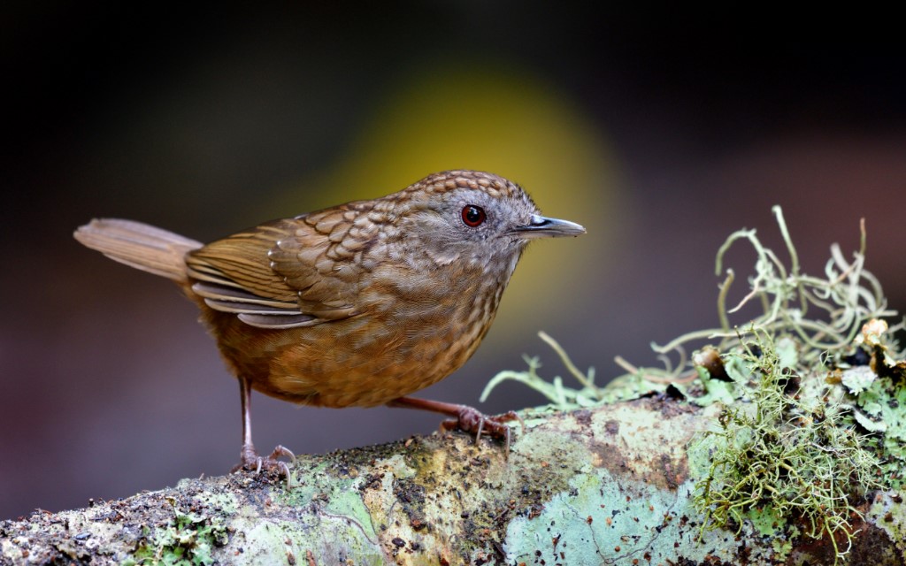 Perching Birds